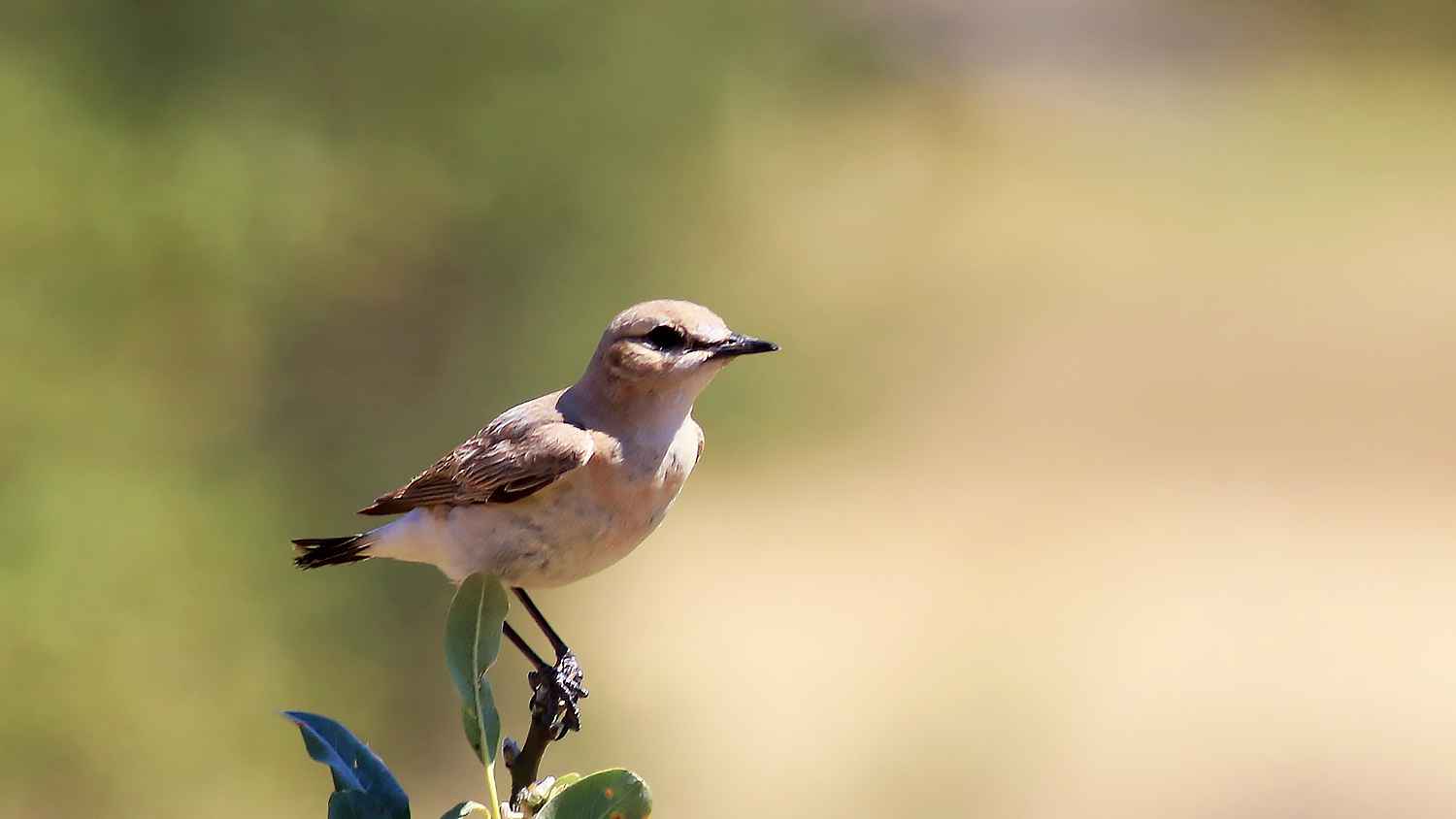 Northern Wheatear